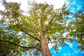 Basin, WY Tree Services Company